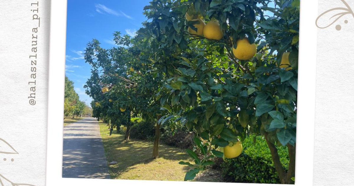 Pomelo-sokk